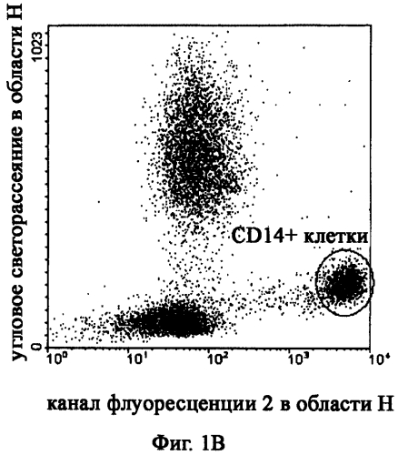 Антитела против cxcr4 для лечения инфекции вич (патент 2573902)