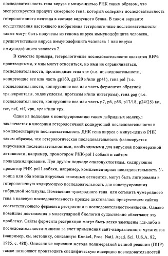 Способы и композиции для экспрессии антисмысловой вирусной рнк в клетках собаки (патент 2457250)