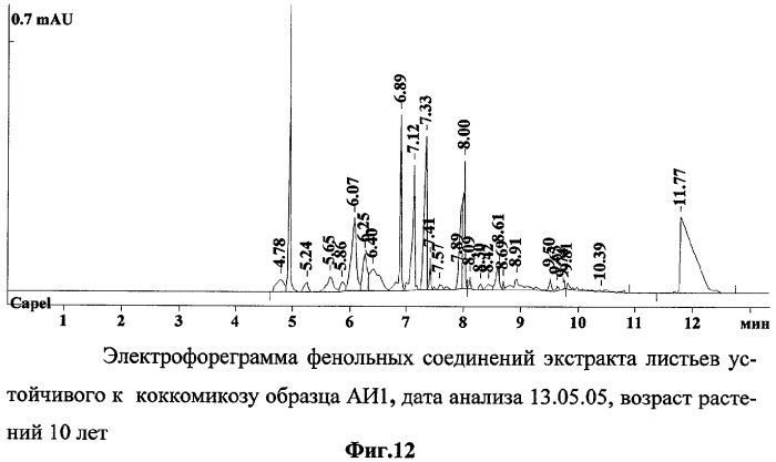 Способ определения устойчивых к коккомикозу форм вишни и черешни (патент 2316951)