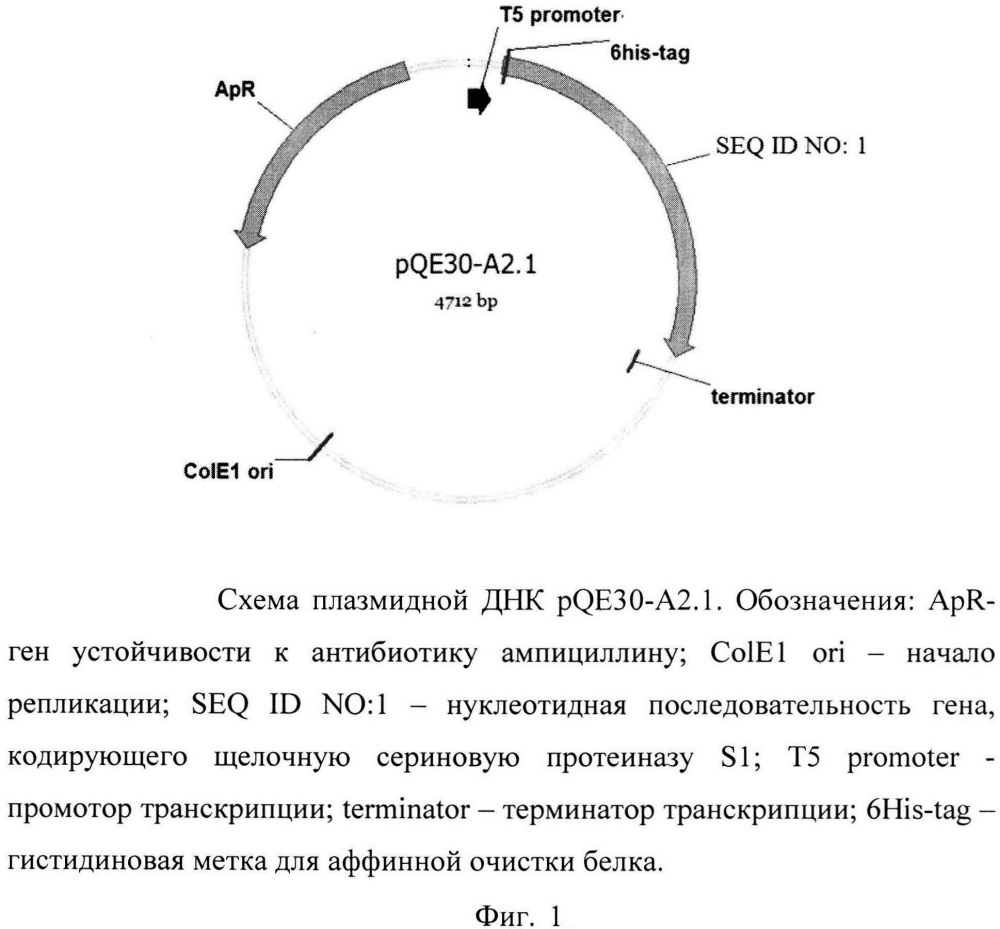 Плазмида, обеспечивающая экспрессию щелочной сериновой протеиназы, содержащая ген, экспрессирующий щелочную сериновую протеиназу семейства s1 из streptomyces avermitilis vkm ac-1301, штамм e. coli m15 (prep4, pqe30-a2.1) - продуцент данной протеиназы (патент 2662888)