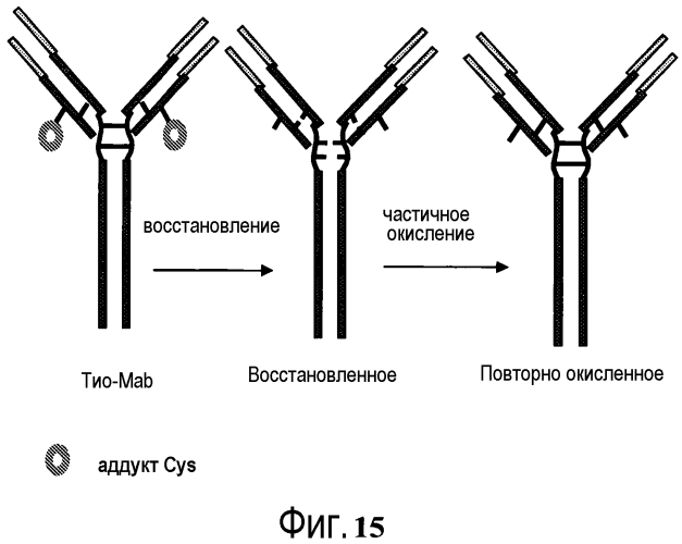 Конъюгаты меченных радиоактивным цирконием сконструированных антител с цистеиновыми заменами (патент 2562862)