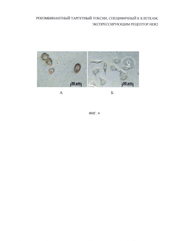 Рекомбинантный таргетный токсин, специфичный к клеткам, экспрессирующим рецептор her2 (патент 2627215)
