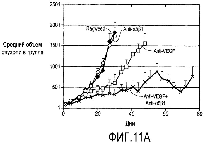 Комбинированная терапия с использованием антагонистов альфа5бета1 (патент 2465282)