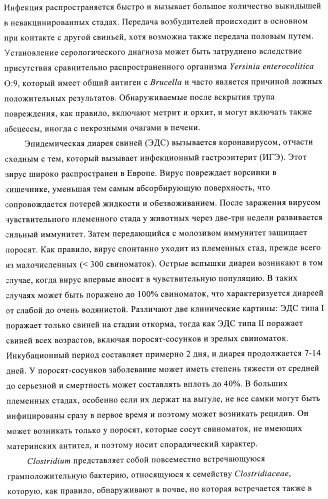 Иммуногенные композиции, содержащие lawsonia intracellularis (патент 2443430)