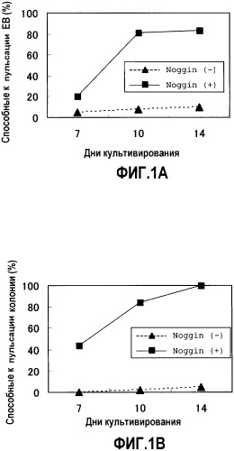 Способ индукции дифференциации стволовых клеток в миокардиальные (патент 2392315)