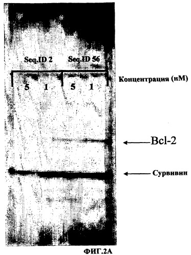 Олигомерное соединение, понижающее экспрессию человеческого гена bcl-2, конъюгат, фармацевтическая композиция и применение олигомерного соединения для лечения рака (патент 2377301)