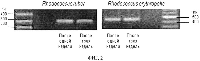 Способ видовой дифференциации жизнеспособных родококков, иммобилизованных в гелевом носителе (патент 2525934)