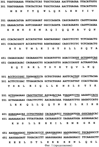 Ген agрopt ангиопоэтина-1 (патент 2385938)