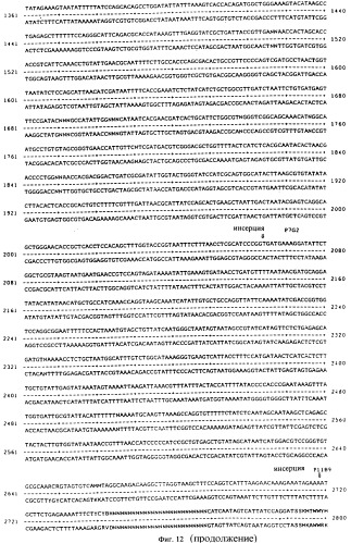 Vgc2 днк salmonella typhimurium, мутантная бактерия, обладающая пониженной способностью к адаптации к условиям окружающей среды, и способ ее получения (патент 2370541)