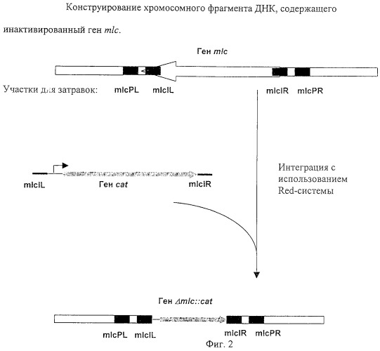 Способ получения l-аминокислоты, штамм escherichia coli tdh7 mlc::cat/pprt614-продуцент l-треонина (патент 2245919)