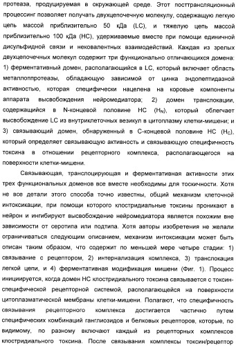 Иммунологические анализы активности ботулинического токсина серотипа а (патент 2491293)