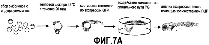 Способ стимуляции регенерации тканей (патент 2480213)