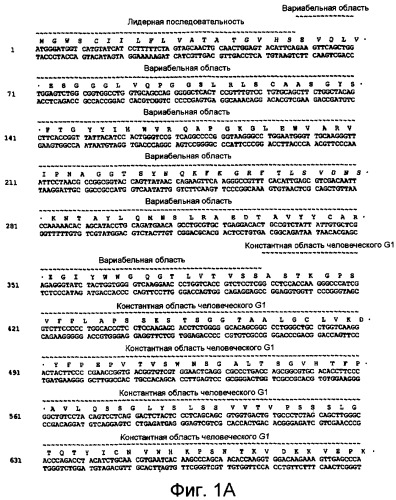 Гуманизированные анти-cd40-антитела и способы их применения (патент 2407544)