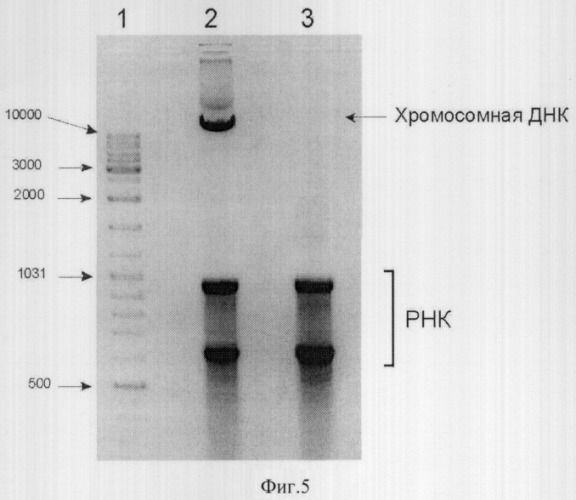 Вектор на основе репликона бактериофага n15 и рекомбинантный вектор для регулируемой экспрессии целевого гена в клетках escherichia coli, штамм escherichia coli, обеспечивающий возможность регуляции числа копий вектора, и система экспрессии (патент 2312146)