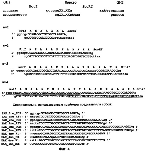 Полипептид со свойствами агониста рецептора гормона роста, кодирующая его нуклеиновая кислота, вектор для его экспрессии и продуцирующая его клетка (патент 2391353)