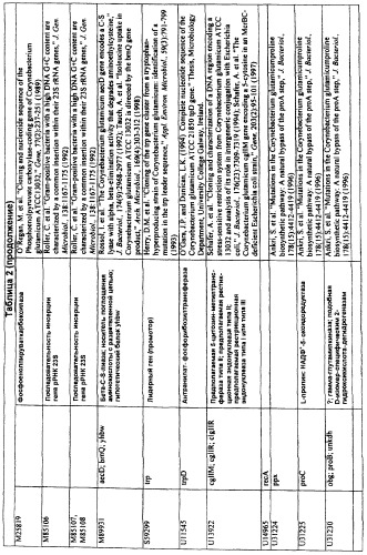Гены corynebacterium glutamicum, кодирующие белки, участвующие в гомеостазе и адаптации (патент 2304616)