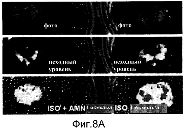 Трансгенное животное, отличное от человека, и его применения (патент 2579701)