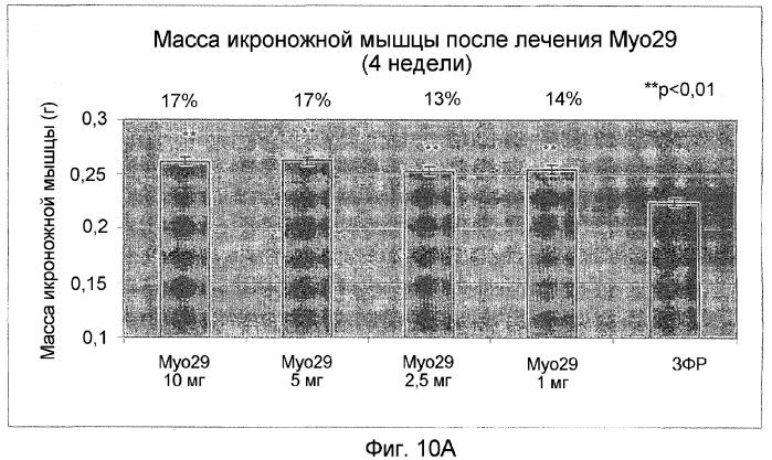 Нейтрализующие антитела против gdf-8 и их применение (патент 2360925)