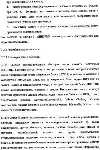 Иммуногенная композиция и способ разработки вакцины, основанной на участках матричного белка вич (патент 2403915)