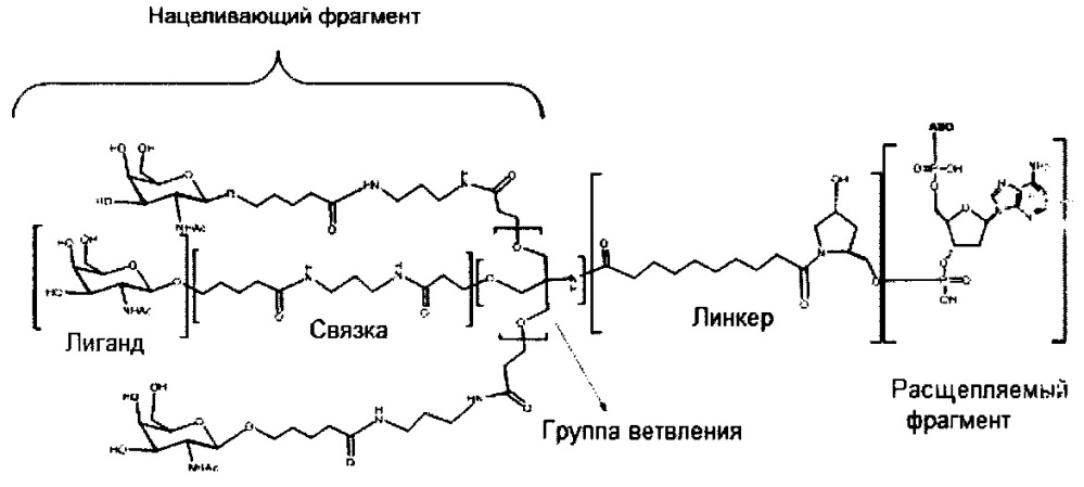 Композиции и способы модулирования экспрессии аполипопротеина c-iii (патент 2650510)