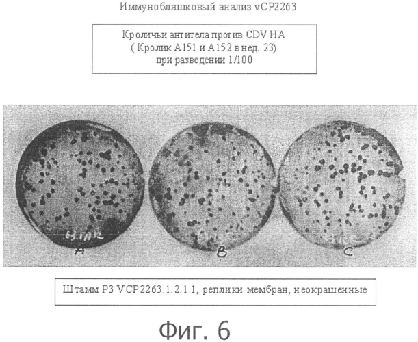 Композиции рекомбинантного cdv и ее применение (патент 2567337)