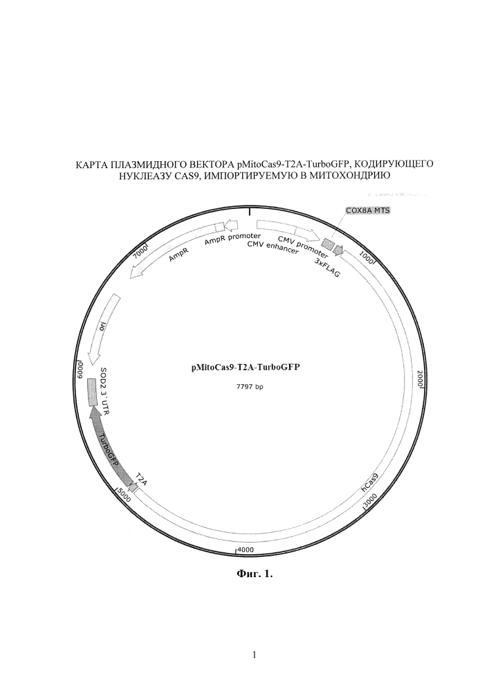 Генетическая конструкция на основе системы редактирования генома crispr/cas9, кодирующая нуклеазу cas9, специфически импортируемую в митохондрии клеток человека (патент 2634395)