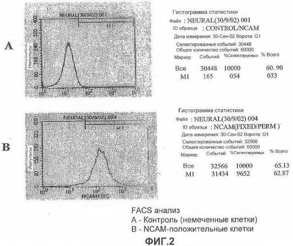 Получение терминально дифференцированных дофаминергических нейронов из эмбриональных стволовых клеток человека (патент 2345133)