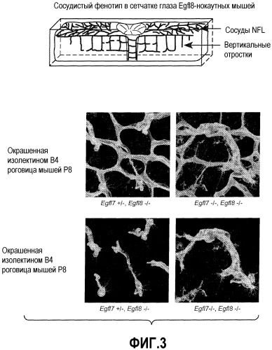 Способы ингибирования ангиогенеза с помощью антагонистов egfl8 (патент 2486200)