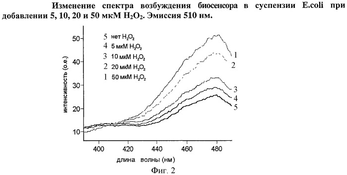 Биосенсор для детекции пероксида водорода в живых клетках, обладающий повышенной устойчивостью к изменениям ph (патент 2434943)