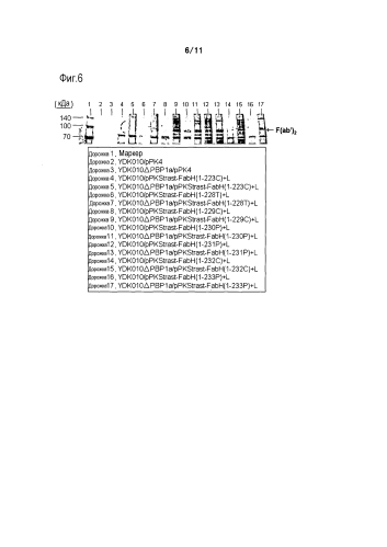 Способ секреторной продукции белка (патент 2588439)