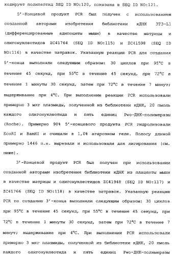 Новый лиганд рецептора цитокина zcytor17 (патент 2360923)