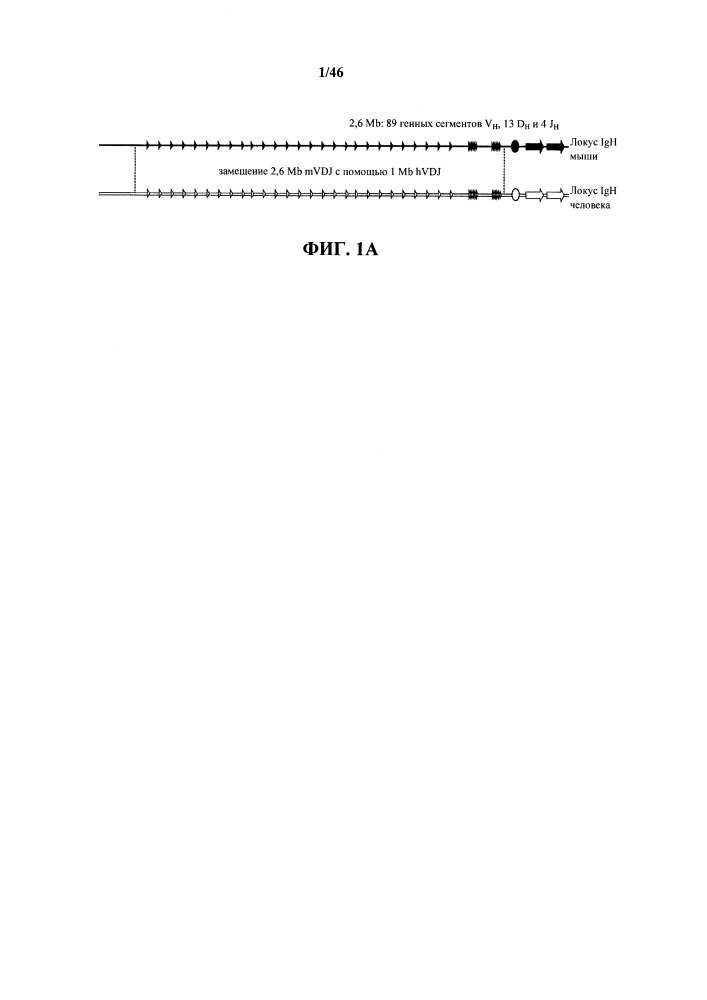 Мыши с гуманизированной универсальной легкой цепью (патент 2664232)