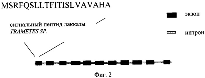 Рекомбинантная лакказа лигнинолитического гриба trametes sp. и способ ее получения (патент 2394912)