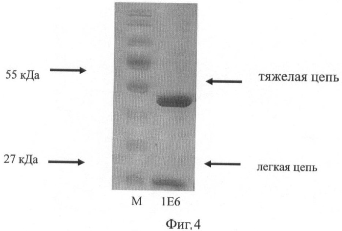 Штамм гибридных культивируемых клеток животных mus musculus 1e6 - продуцент моноклональных антител, специфичных к спорам bacillus anthracis (патент 2439148)