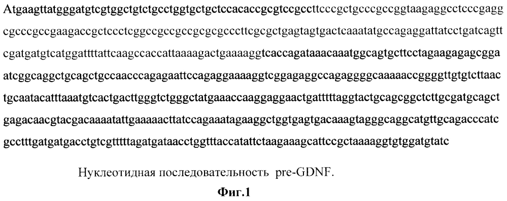 Генетические нуклеотидные последовательности искусственно модифицированного gdnf с делетированной pro-областью, продукт которых обладает повышенными свойствами нейрального индуктора и стимулятора образования нейральных отростков, пригодного для терапии нейральных травм, ишемических инсультов и нейродегенеративных заболеваний, вектор экспрессии, модифицированный gdnf (патент 2595377)