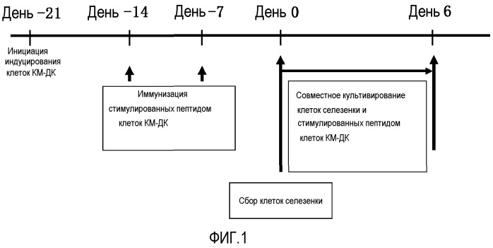 Cdh3-пептид и включающее его лекарственное средство (патент 2483078)