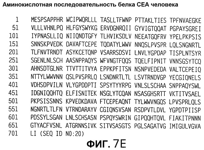 Слитые белки карциноэмбрионального антигена (патент 2380375)