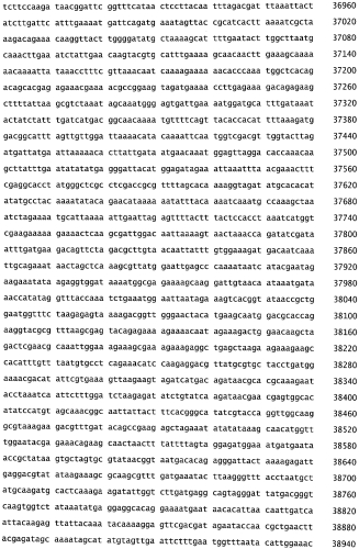 Бактериофаг, обладающий активностью против pseudomonas aeruginosa, белки бактериофага и способы их применения (патент 2580248)