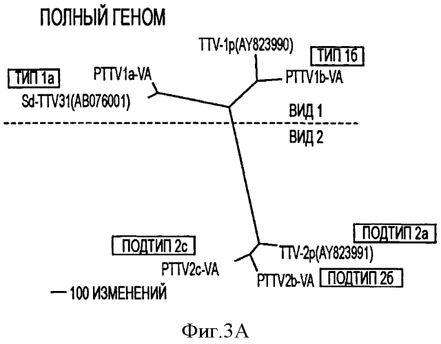 Вакцины на основе свиного вируса torque teno и способы диагностики инфекций, вызванных этим вирусом (патент 2553223)