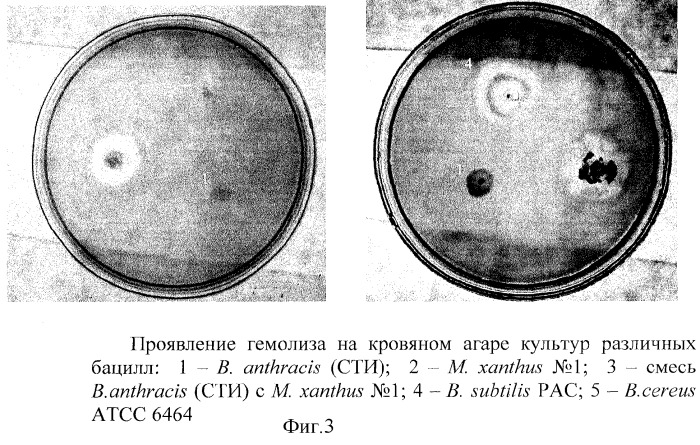 Способ индукции гемолитической активности bacillus anthracis (патент 2265666)