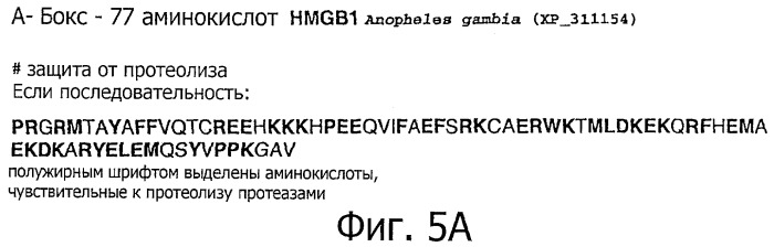 Конъюгаты с полимером а-бокса hmgb1 и вариантов а-бокса hmgb1 (патент 2458070)