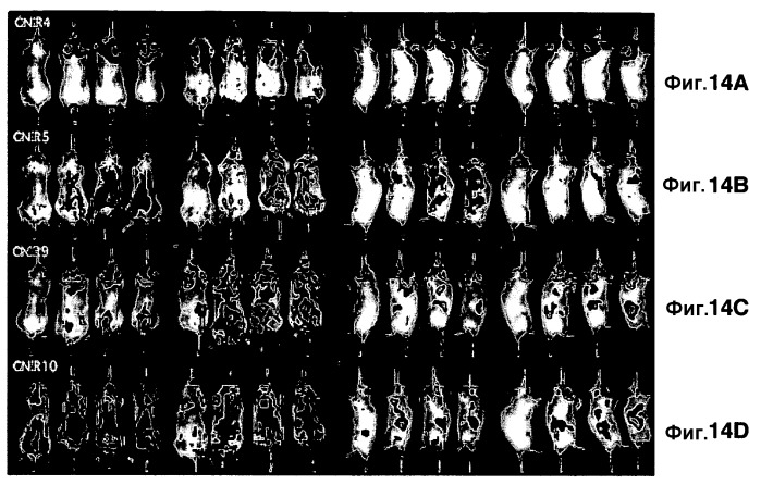 Применение бактериальной бета-лактамазы для диагностики in vitro и визуализации, диагностики и лечения in vivo (патент 2520661)