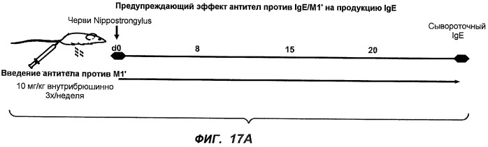 Апоптотические антитела против ige (патент 2500686)