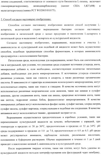 Бактерия, принадлежащая к роду pantoea, - продуцент l-аспартата или метаболита, являющегося производным l-аспартата, и способ получения l-аспартата или метаболита, являющегося производным l-аспартата (патент 2411289)