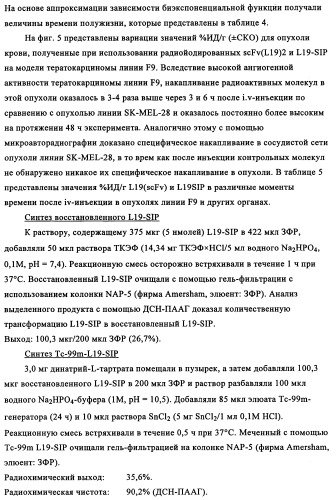 Избирательный направленный перенос в сосудистую сеть опухоли с использованием молекул антител (патент 2347787)