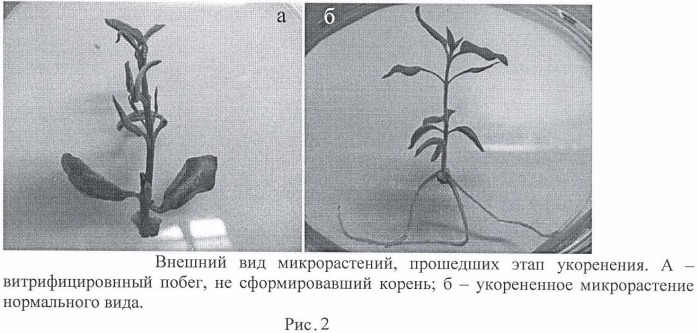 Способ клонального микроразмножения сирени in vitro (патент 2457669)