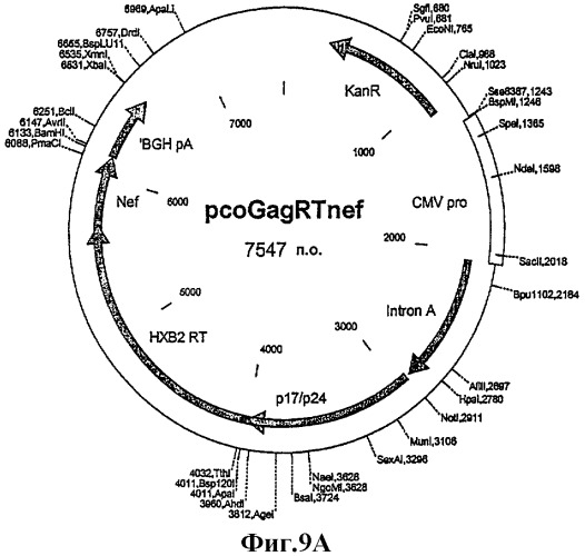 Последовательность нуклеиновой кислоты, кодирующая белок gag вич-1, способ получения указанной последовательности, вектор, содержащий ее, белок, кодируемый ею, фармацевтическая композиция и их применение для профилактики и/или лечения вич-инфекции и спида (патент 2312896)