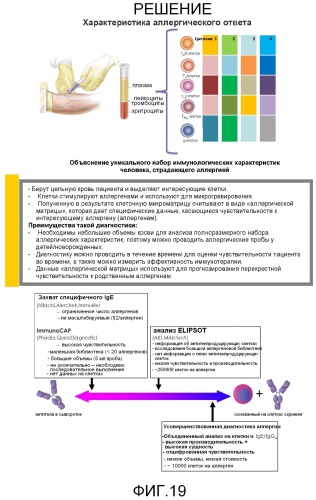 Способ диагностики аллергических реакций (патент 2536291)