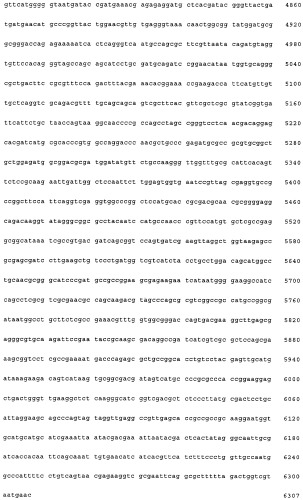 Нитрилгидратаза из rhodococcus (патент 2385932)