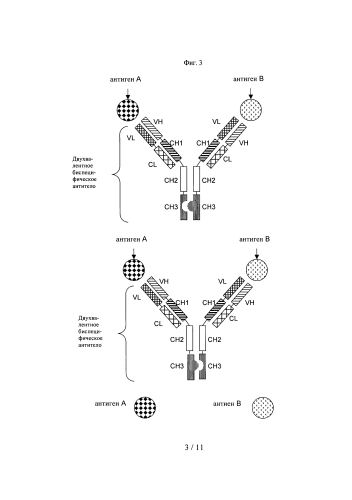 Двухвалентные биспецифические антитела (патент 2587616)